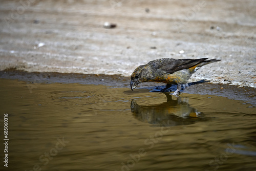 Crossbill or Loxia curvirostra, reflected in a golden spring.