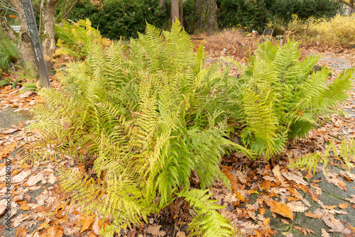 Male fern or Dryopteris filix-mas plant in Saint Gallen in Switzerland photo