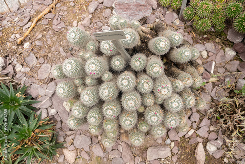 Twin spined cactus or Mammillaria Geminispina plant in Saint Gallen in Switzerland photo