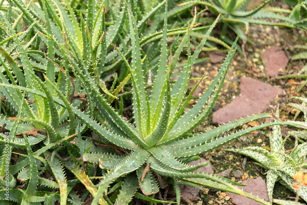 Spider aloe or Aloe Humilis plant in Saint Gallen in Switzerland Spider aloe or Aloe Humilis plant in Saint Gallen in Switzerland