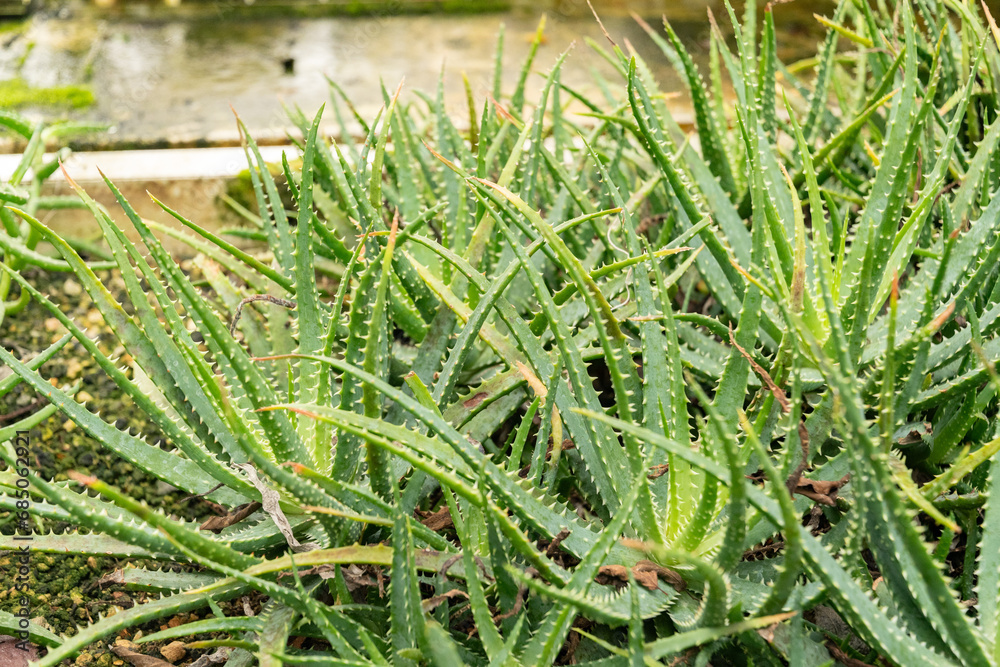 Fototapeta premium Spider aloe or Aloe Humilis plant in Saint Gallen in Switzerland