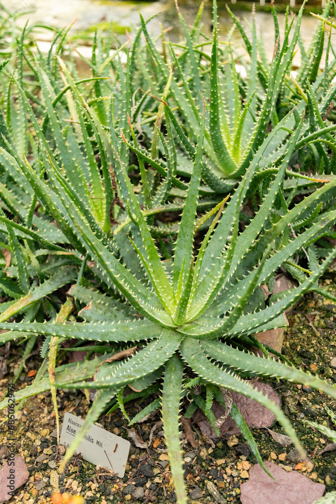 Spider aloe or Aloe Humilis plant in Saint Gallen in Switzerland Spider aloe or Aloe Humilis plant in Saint Gallen in Switzerland