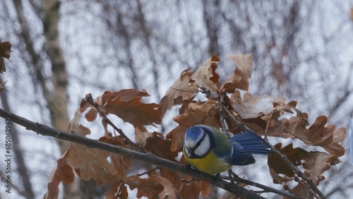 Blue tit on an oak branch in the winter forest.