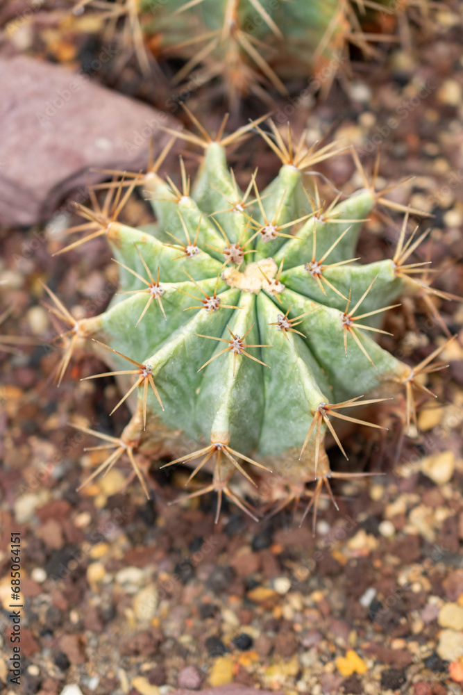 Glaucous barrel cactus or Ferocactus Glaucescens plant in Saint Gallen in Switzerland Glaucous barrel cactus or Ferocactus Glaucescens plant in Saint Gallen in Switzerland