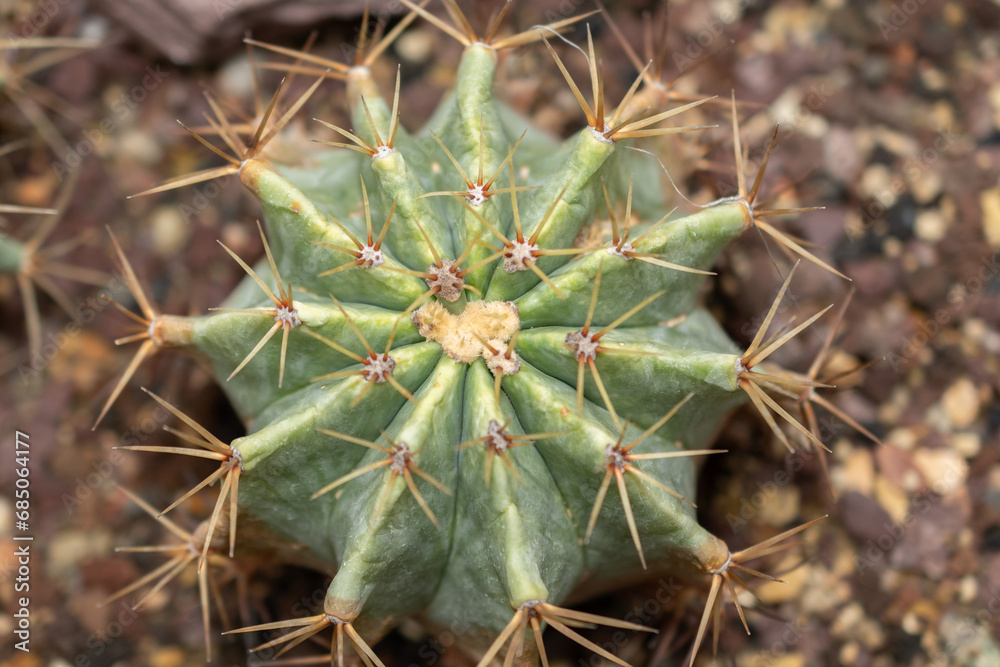 Glaucous barrel cactus or Ferocactus Glaucescens plant in Saint Gallen in Switzerland Glaucous barrel cactus or Ferocactus Glaucescens plant in Saint Gallen in Switzerland