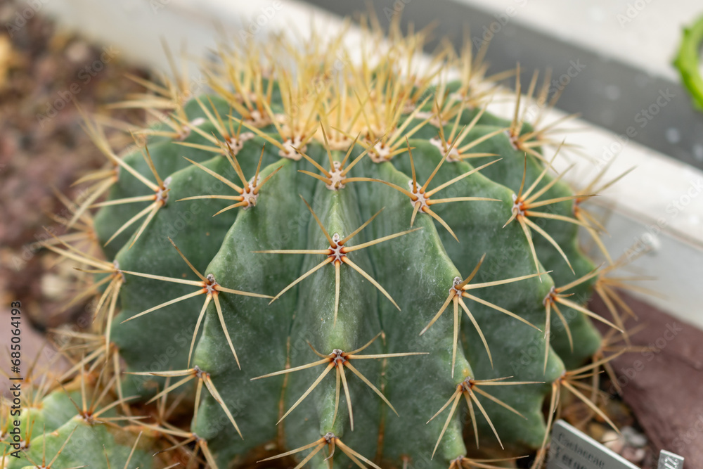 Glaucous barrel cactus or Ferocactus Glaucescens plant in Saint Gallen in Switzerland Glaucous barrel cactus or Ferocactus Glaucescens plant in Saint Gallen in Switzerland