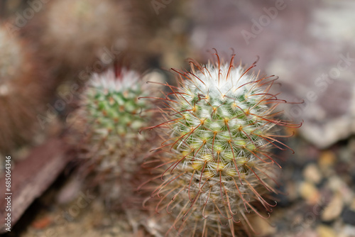 Silken pincushion cactus or Mammillaria Bombycina plant in Saint Gallen in Switzerland