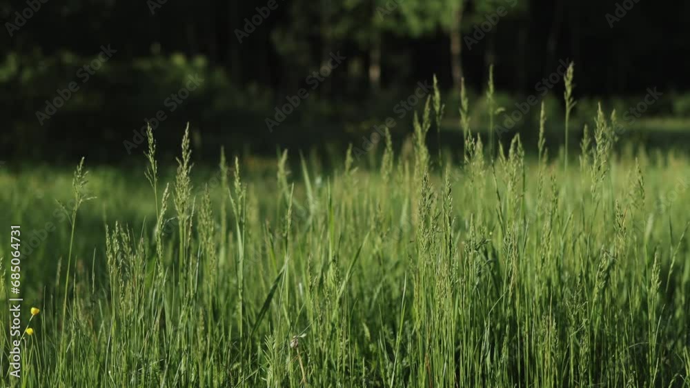 Close up of a green grass blowing against the wind at a beautiful sunrise slow motion. Summer landscape nature background. Concept of nature, flowers, textures, spring, summer landscape. Close up of a green grass blowing against the wind at a beautiful sunrise slow motion. Summer landscape nature background. Concept of nature, flowers, textures, spring, summer landscape.