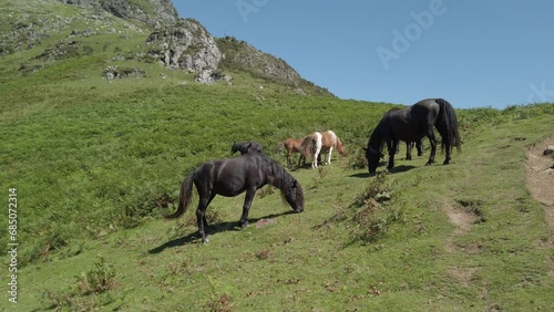 wild horses grazing under La Rhune mountain in Basque country, France photo