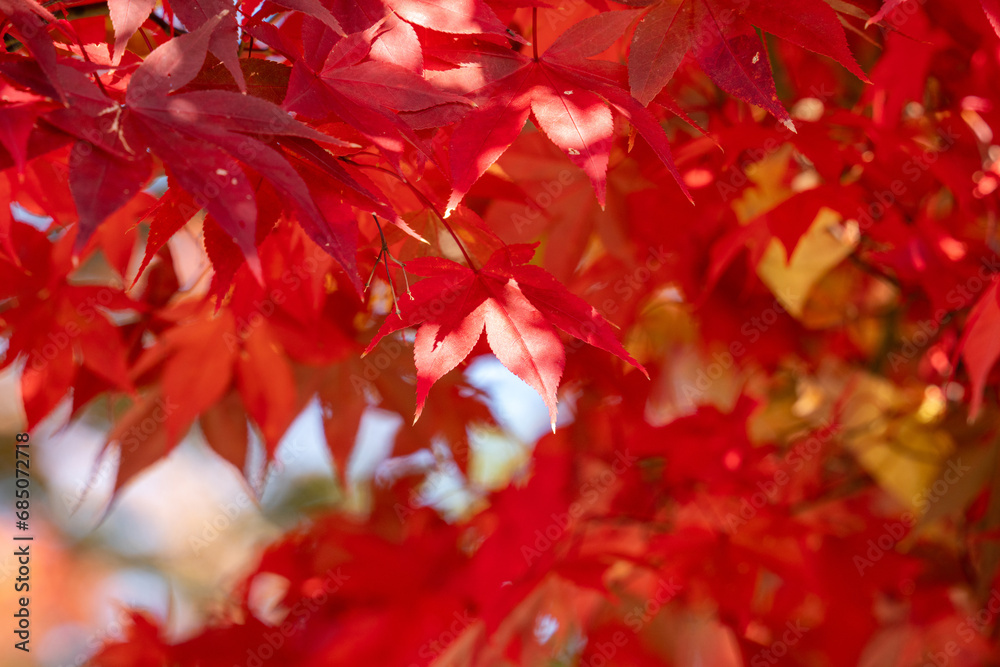 Beautiful maple leaves on the tree in autumn season. Beautiful maple leaves on the tree in autumn season.