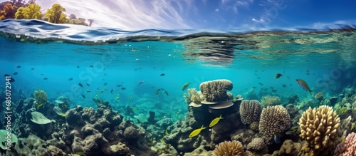 Coral reef photographed underwater at Lipah beach Amed in Bali copy space image photo