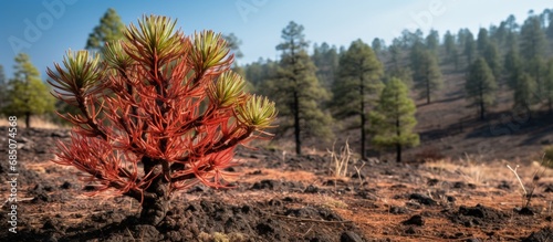 Gran Canaria s flora Pinus ...