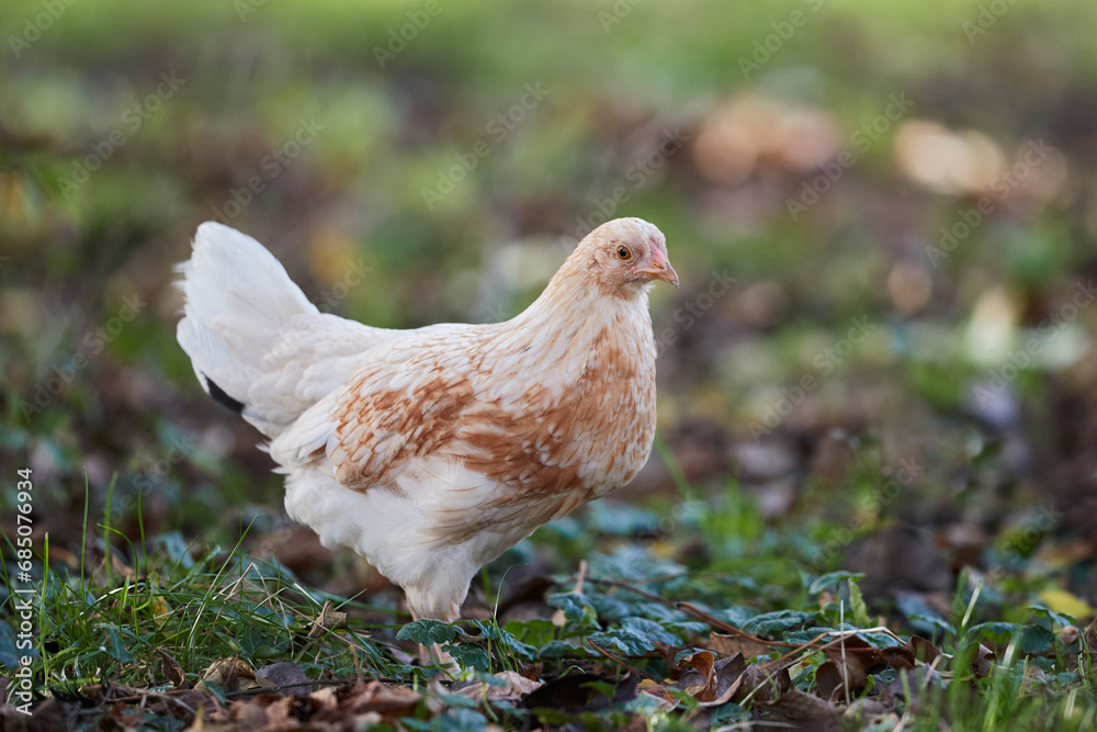 Fototapeta premium Young brown white chick free in garden