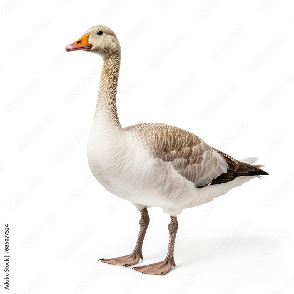 Beautiful full body view goose on white background, isolated, professional animal photo Beautiful full body view goose on white background, isolated, professional animal photo