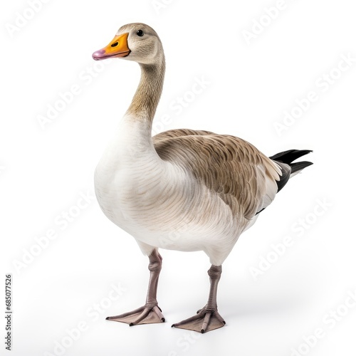 Beautiful full body view goose on white background, isolated, professional animal photo