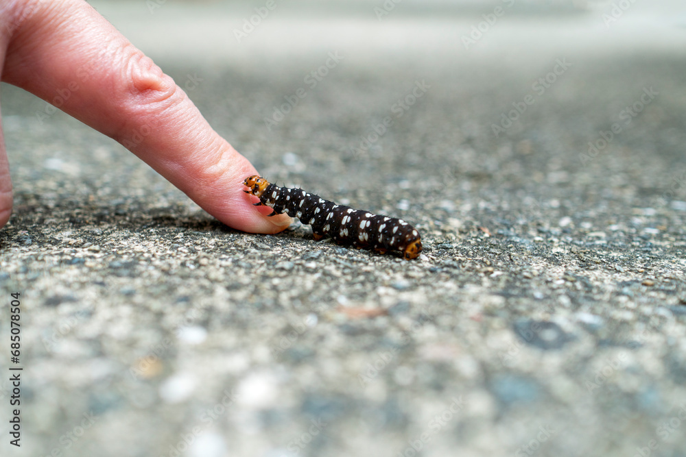 男性の指にのるハマオモトヨトウの幼虫。虫好き。飼育、採集。近畿、秋、ヤガ科。Brithys crini crini  - obrazy, fototapety, plakaty 