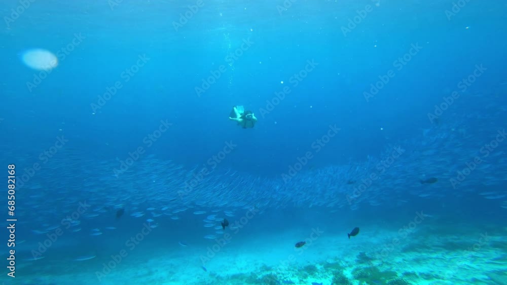 Ocean, scuba diving and person swimming in underwater for adventure, holiday and explore with fish and coral reef. Tourist in Indonesia for snorkeling, aquarium and nature in Indonesia Ocean, scuba diving and person swimming in underwater for adventure, holiday and explore with fish and coral reef. Tourist in Indonesia for snorkeling, aquarium and nature in Indonesia