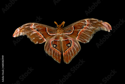 Attacus atlas, the Atlas moth, is a large saturniid moth endemic to the forests of Asia. photo