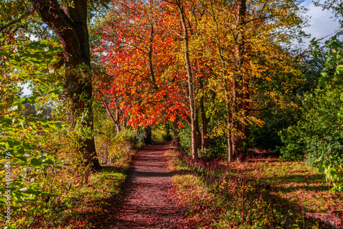 Footpath foresst autumn fall warwickshire england UK
