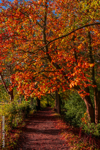 Footpath foresst autumn fall warwickshire england UK