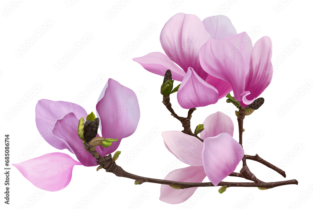 Illustration of spring blooming pink magnolia flowers