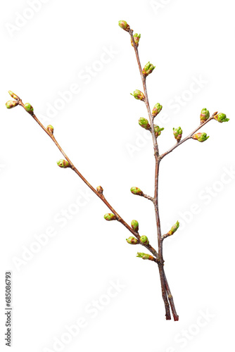 Buds leaves on a twig of sweet cherry