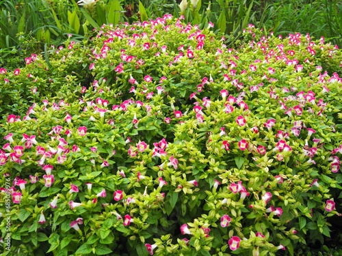 Bush of bright pink and white flowers name Torenia fournieri, the bluewings or wishbone flowers blooming in green nature. Group of Pink Torenia fournieri Linden ex Fourn an ornamental plant in garden  photo