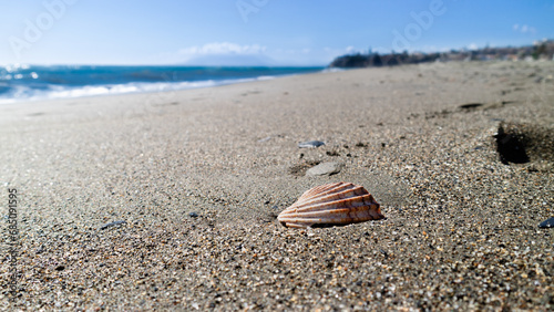 seashell on the beach sand