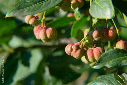 European Spindle (Euonymus europaeus) close-up of leaves and fruit growing in woodland Vicarage Plantation Mendlesham Suffolk