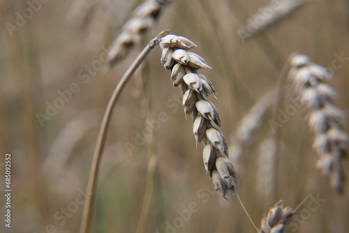 Wheat, grain detail, mature grain