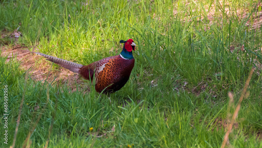 Naklejka premium Dzika natura