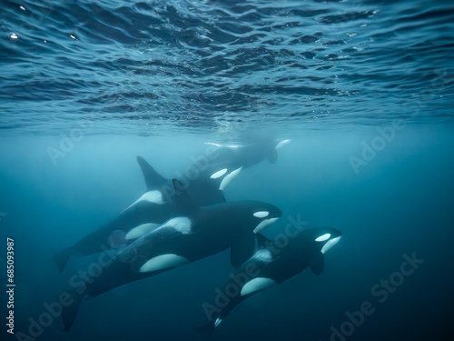 Orcas © PlieDo