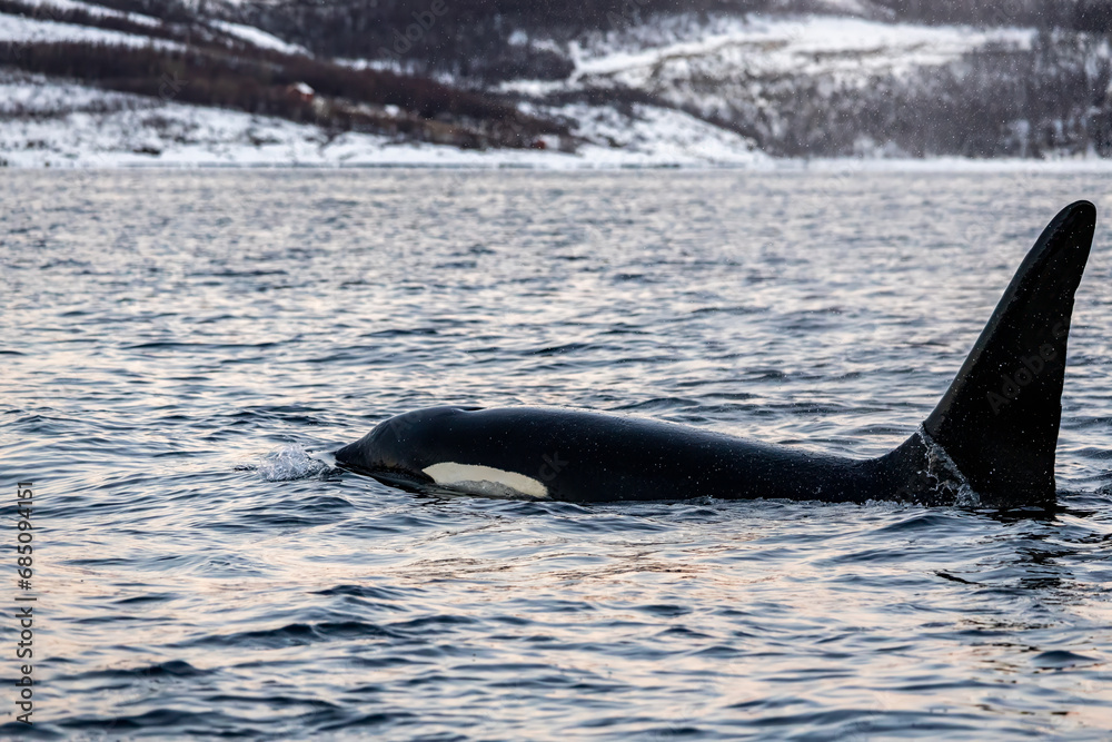 Naklejka premium Orca