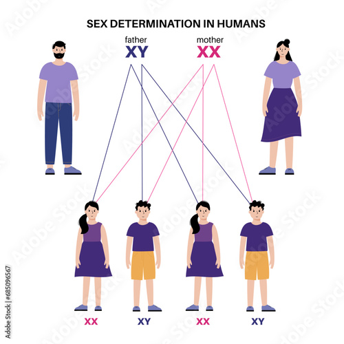 Sex Determination in Humans