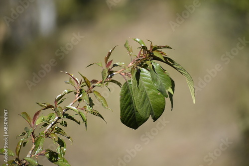 close up of a leaves