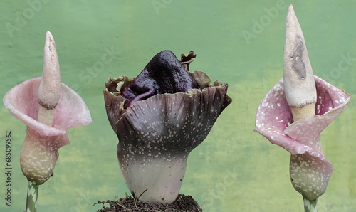 The beauty of the stink lily flower in full bloom. This plant with unpleasant-smelling flowers has the scientific name Amorphophallus paeoniifolius.