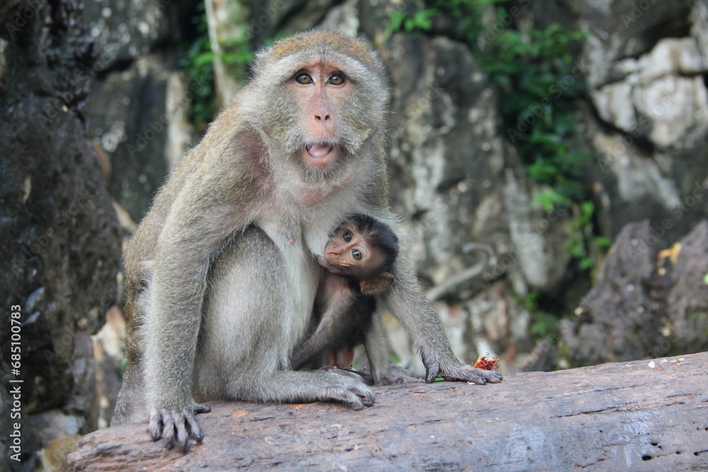 close up shot Thai Monkey  Mother's Love