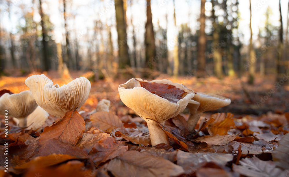 Clitocybe nebularis or clouded agaric mushroom in the autumn forest, colorful foliage and trees, edible fungus with water in the cap Clitocybe nebularis or clouded agaric mushroom in the autumn forest, colorful foliage and trees, edible fungus with water in the cap