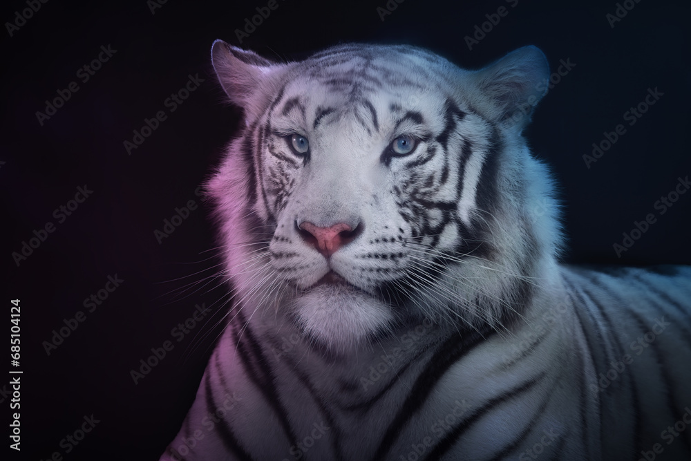 White Tiger (Panthera tigris) - Leucistic Tiger