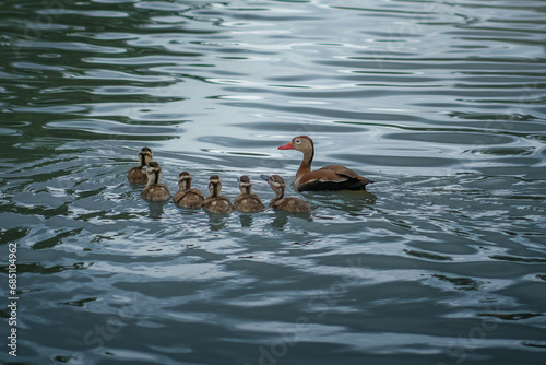 Black-bellied Whistling Duck Family with ducklings (Dendrocygna autumnalis) photo