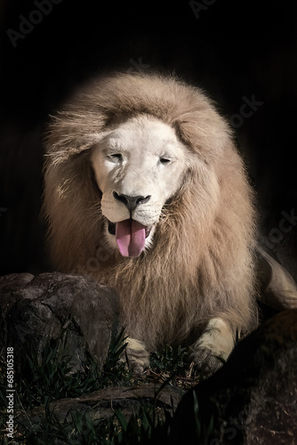White Lion Showing Tongue  Panthera leo  - Leucistic Lion