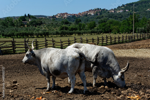 Italien - Toskana - Maremmaner Rinder photo