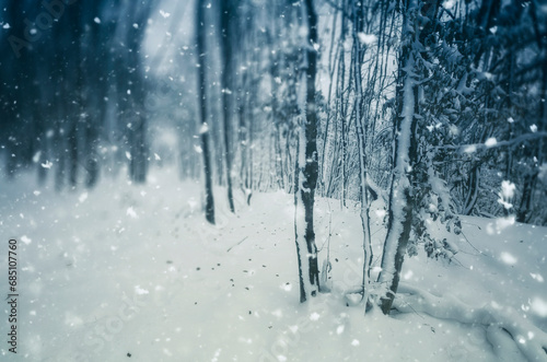 snow flakes falling in winter forest