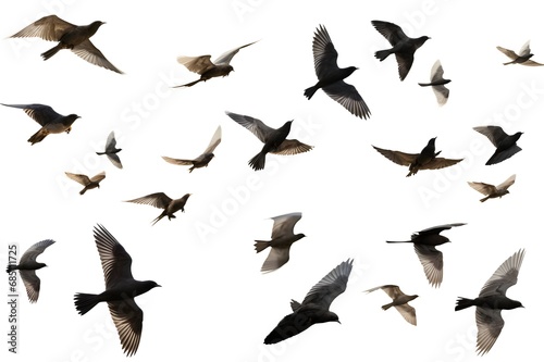 Set of photographs of flocks of flying birds, white background, many, many sizes,Generative AI