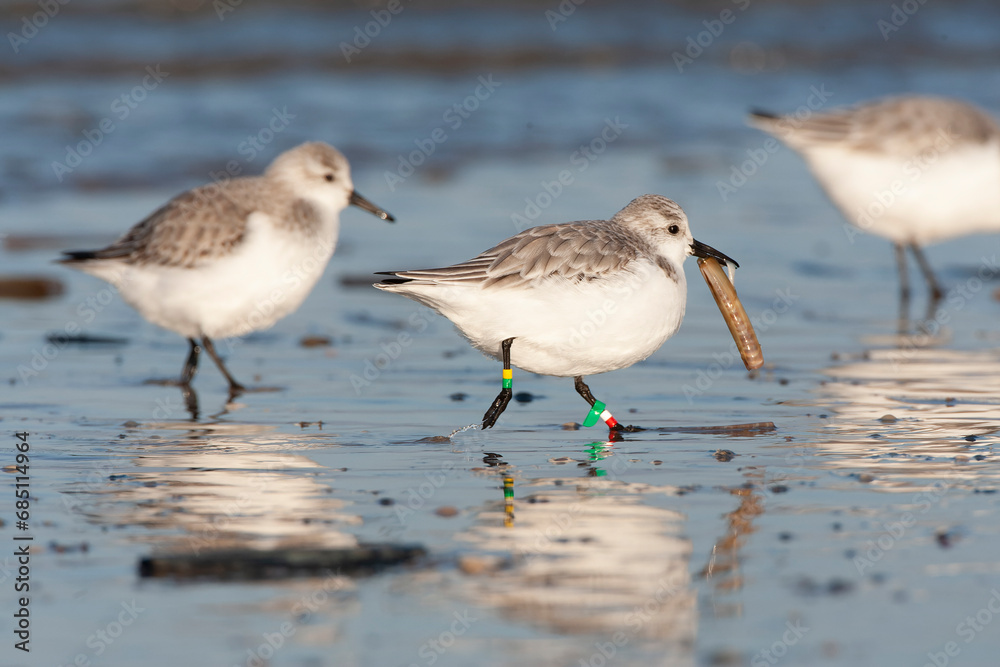Sanderling, Calidris alba Sanderling, Calidris alba
