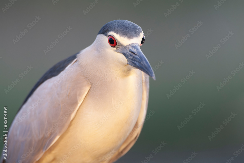 Fototapeta premium Black-crowned Night Heron, Nycticorax nycticorax