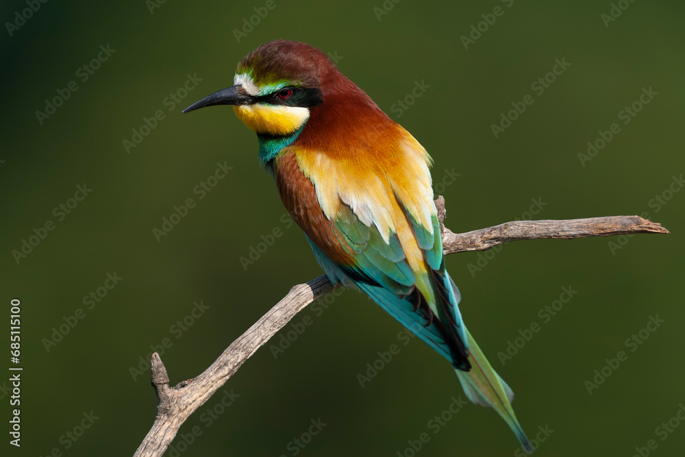 European Bee-eater, Merops apiaster