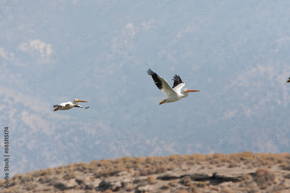 American White Pelican, Pelecanus erythrorhynchos American White Pelican, Pelecanus erythrorhynchos