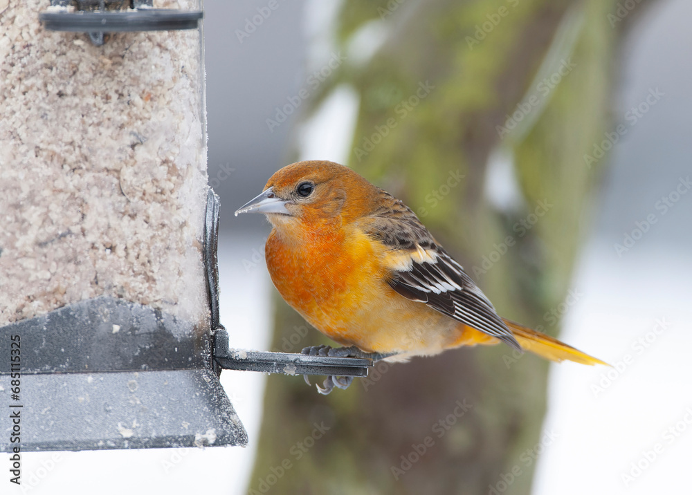 Baltimore Oriole, Icterus galbula Baltimore Oriole, Icterus galbula