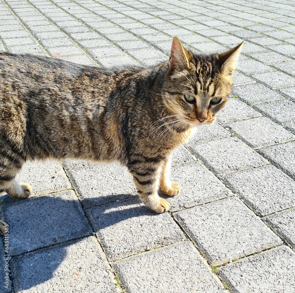 evocative image of a stray European cat present in Sicily evocative image of a stray European cat present in Sicily